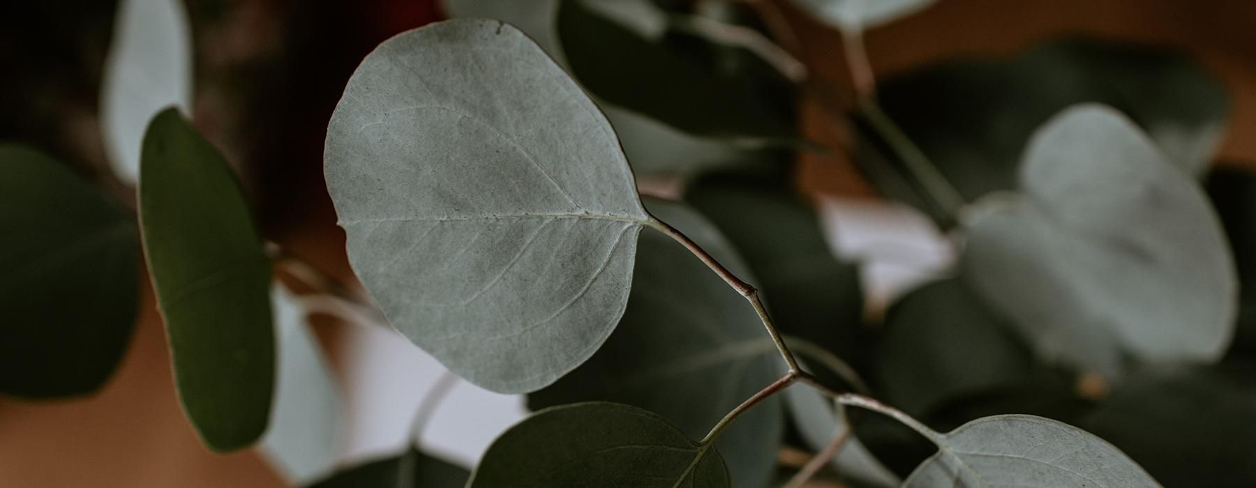 a close up of a plant